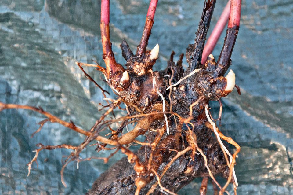 when-to-cut-back-peonies-and-do-they-bloom-back-conserve-energy-future