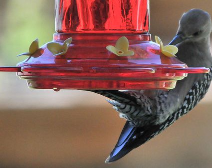 homemade hummingbird nectar powder