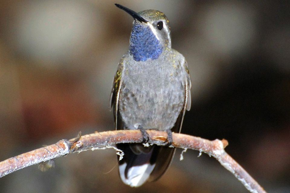 Types of Hummingbirds in North America