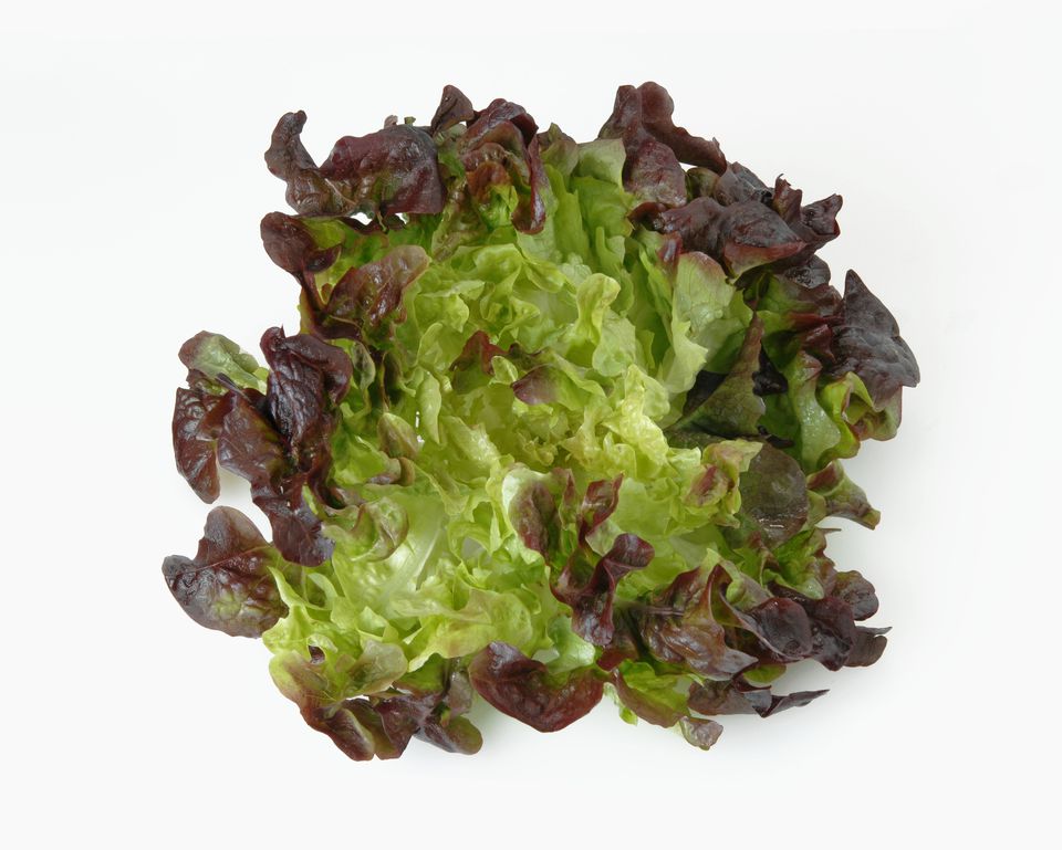 lettuce-varieties-16-types-of-lettuce