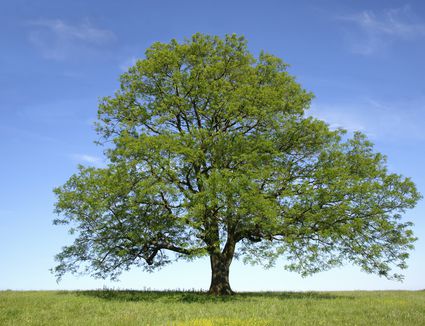 Ginkgo Biloba Trees: Good Fall Foliage Choice