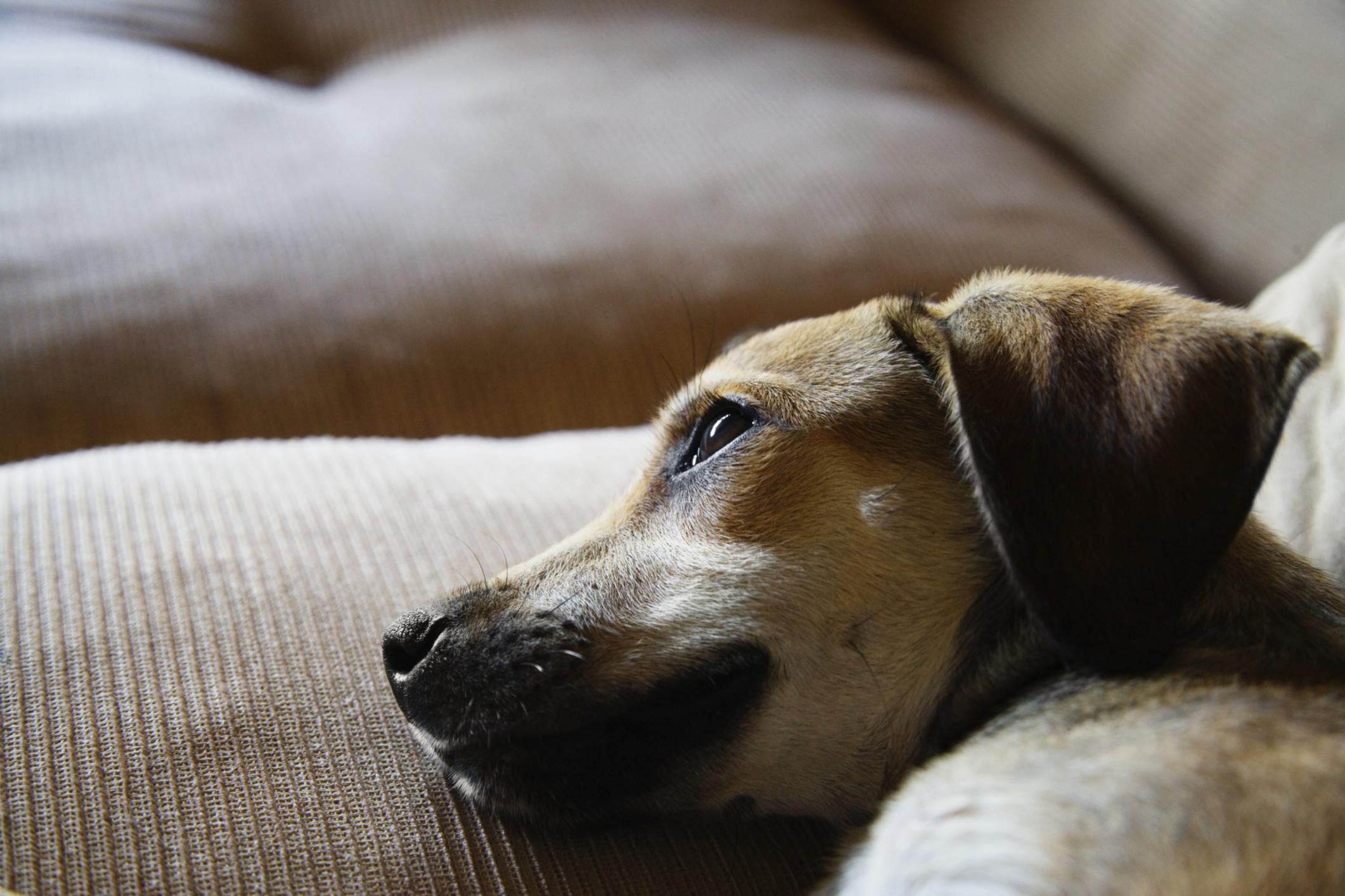 Dogs and Grief Over the Loss of Another Pet