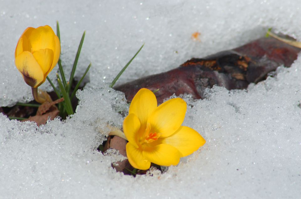 The First Signs of Spring for Gardeners