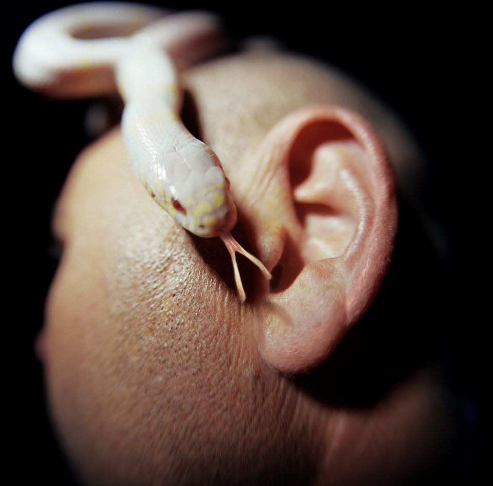 can-snakes-hear-do-snakes-have-ears