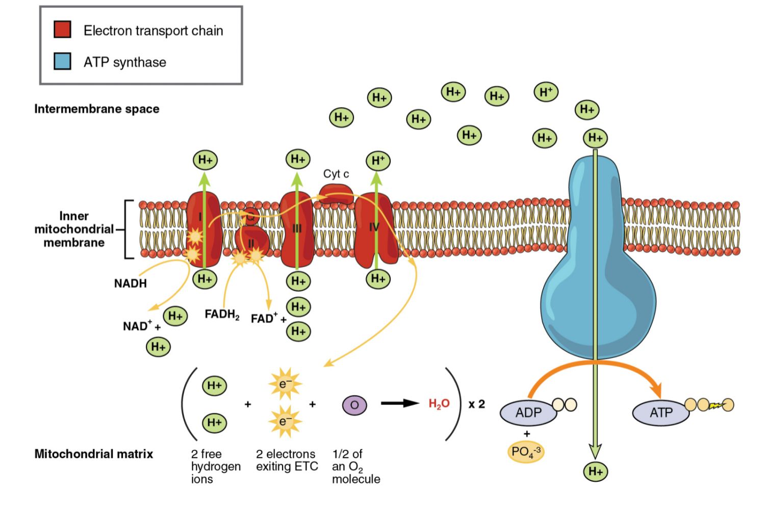 pin-by-jaynie-stephenson-on-mcat-molecules-first-site-biology