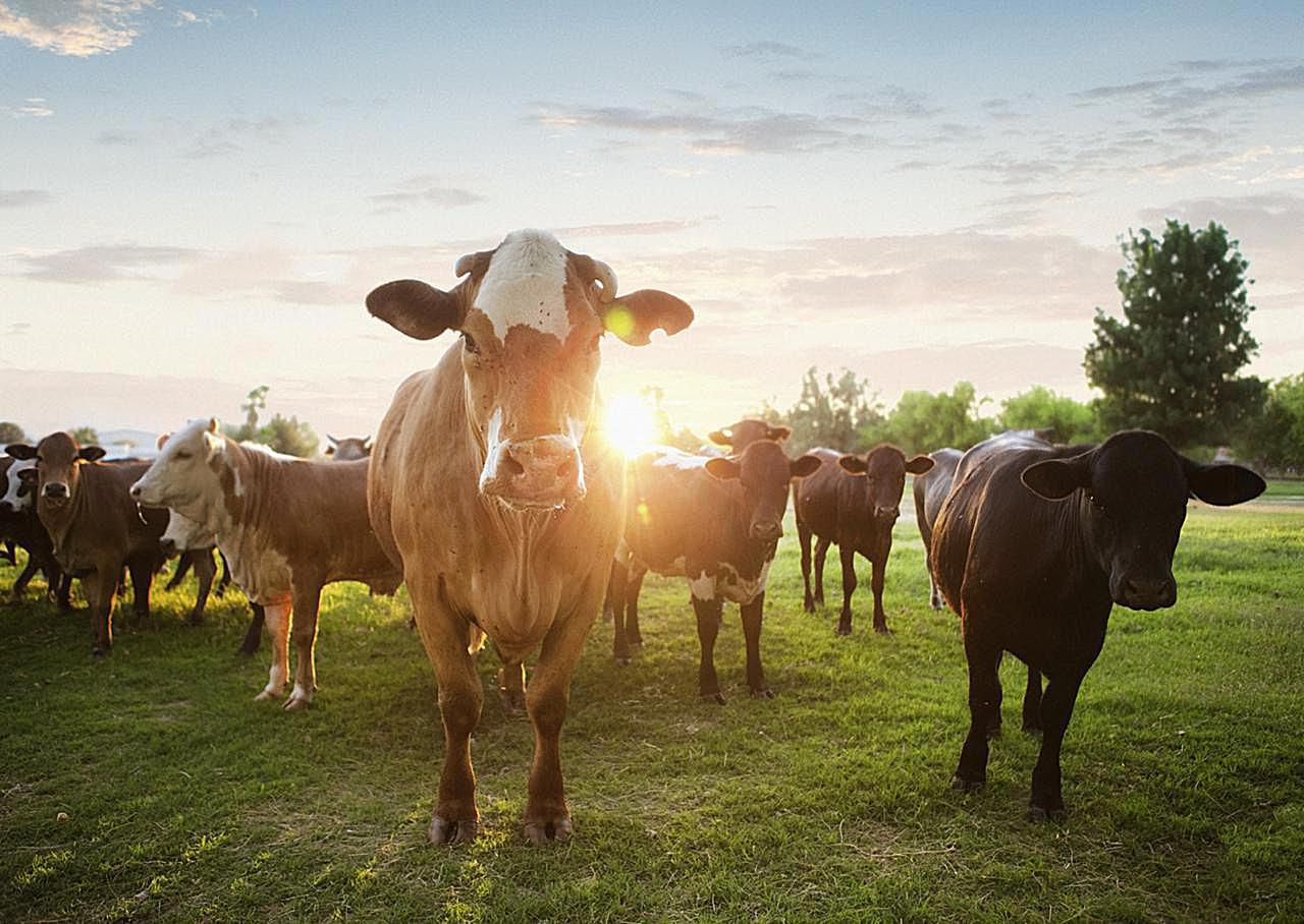 best beef cattle for hobby farm