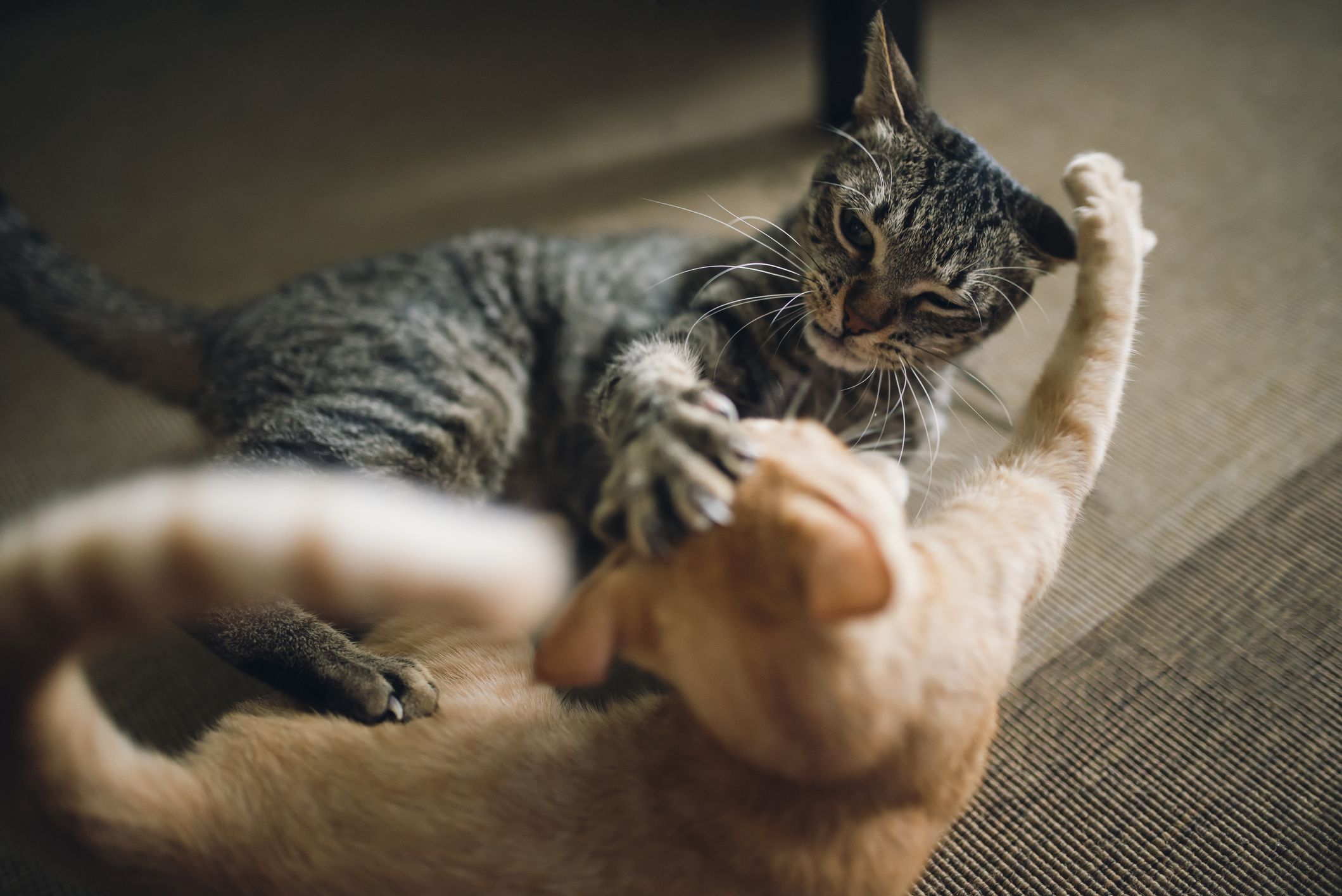 Cats-fighting-GettyImages-589937801-58b394a93df78cdcd8103760.jpg