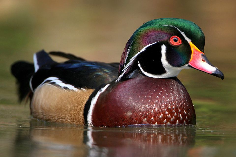 wood duck 5898a1ad5f9b5874ee96a5e3