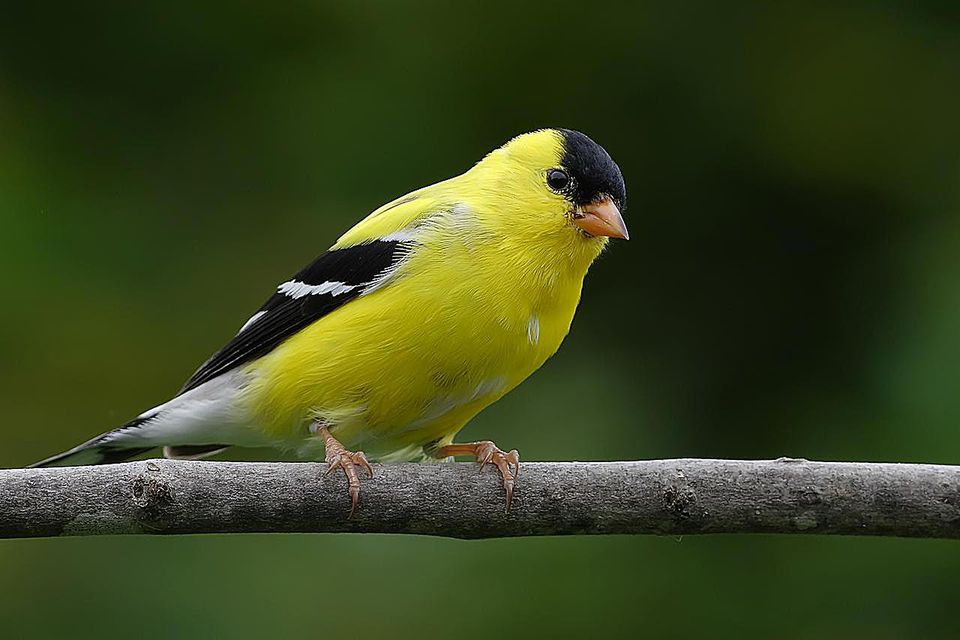 Interesting Facts About Finches