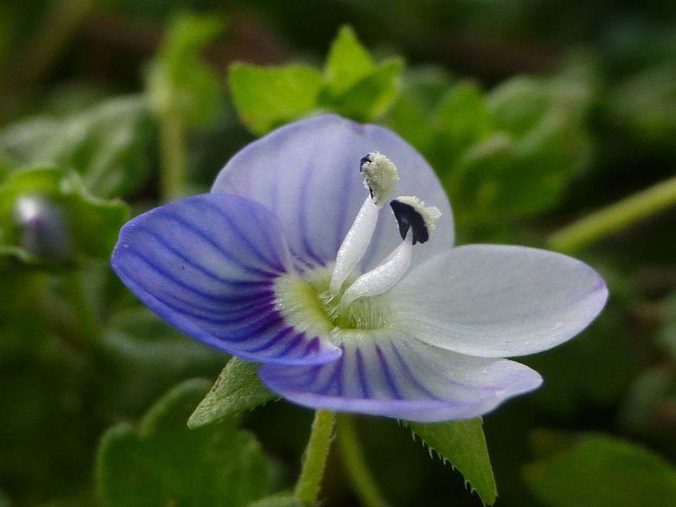 Learn About Speedwell (Veronica) Varieties