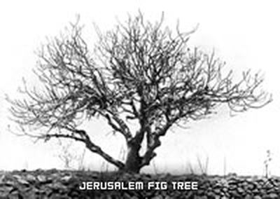 Information About Fig Trees