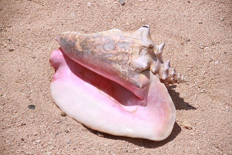 Facts About Conchs And Their Shells