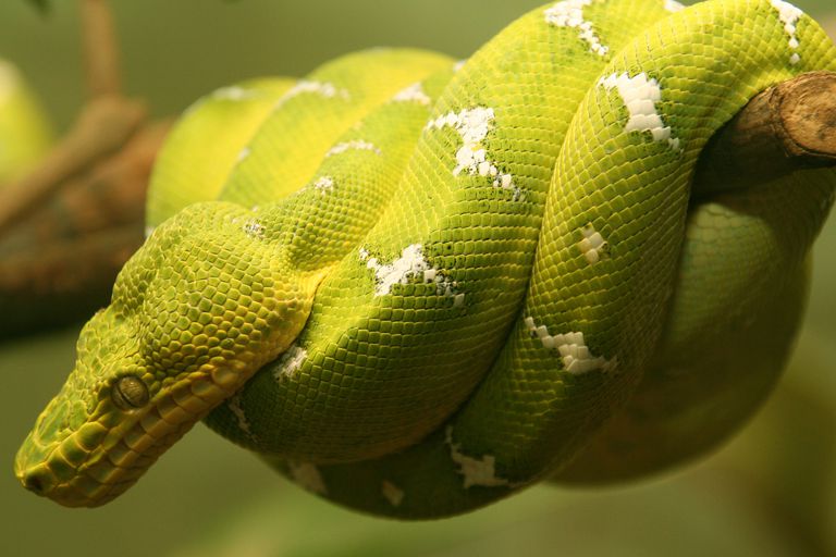 Boas - Boidae - Constricting Snakes