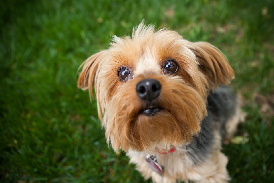 Top 10 Popular Small Dog Breeds   Yorkshire Terrier 583788122 581630e85f9b581c0b018a00 