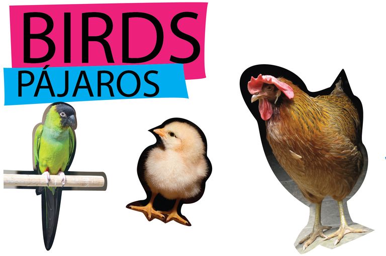 Nombres animales en inglés y en español