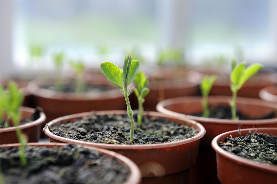 pea seedlings