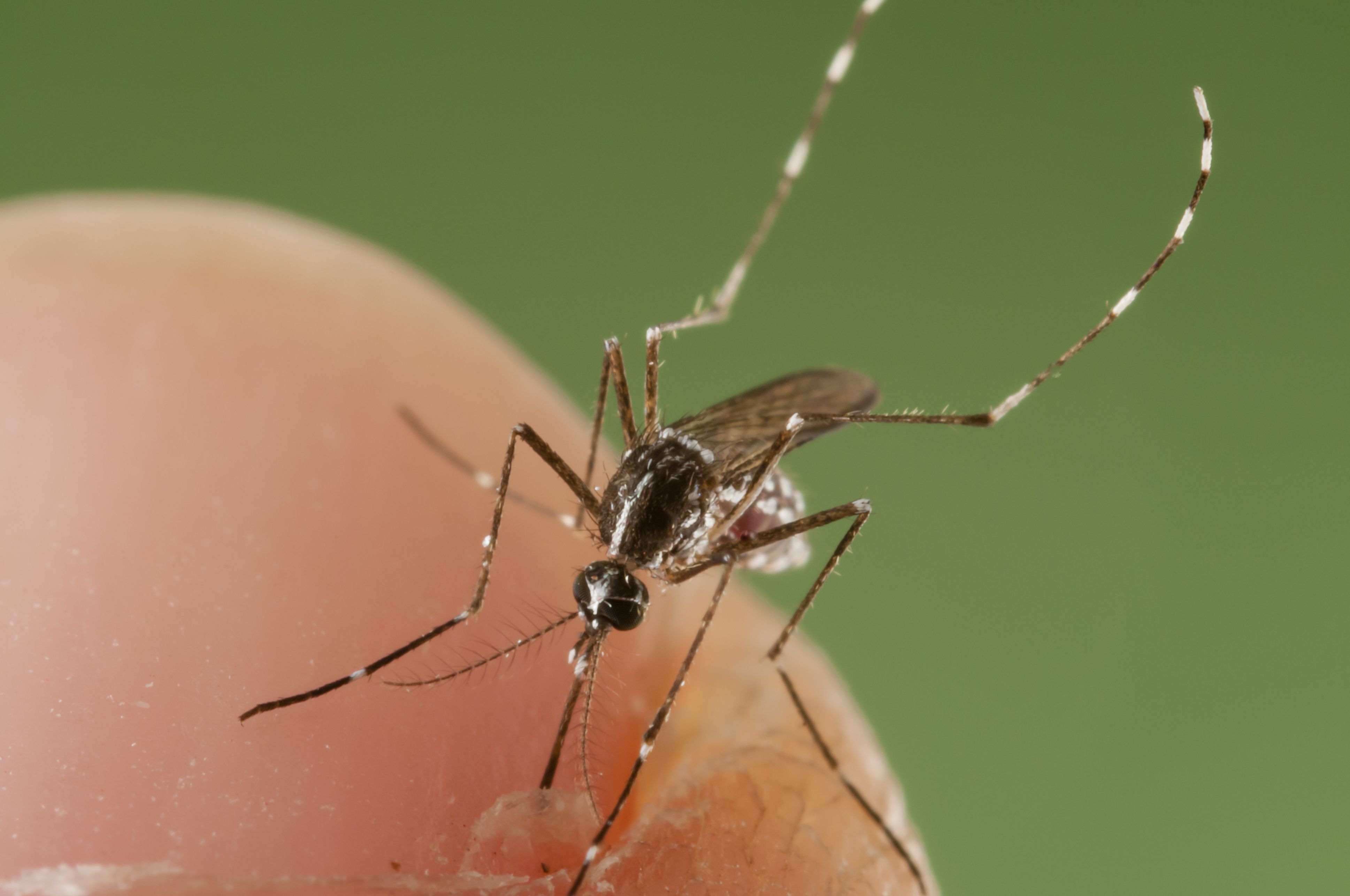 what-makes-mosquito-bites-itch