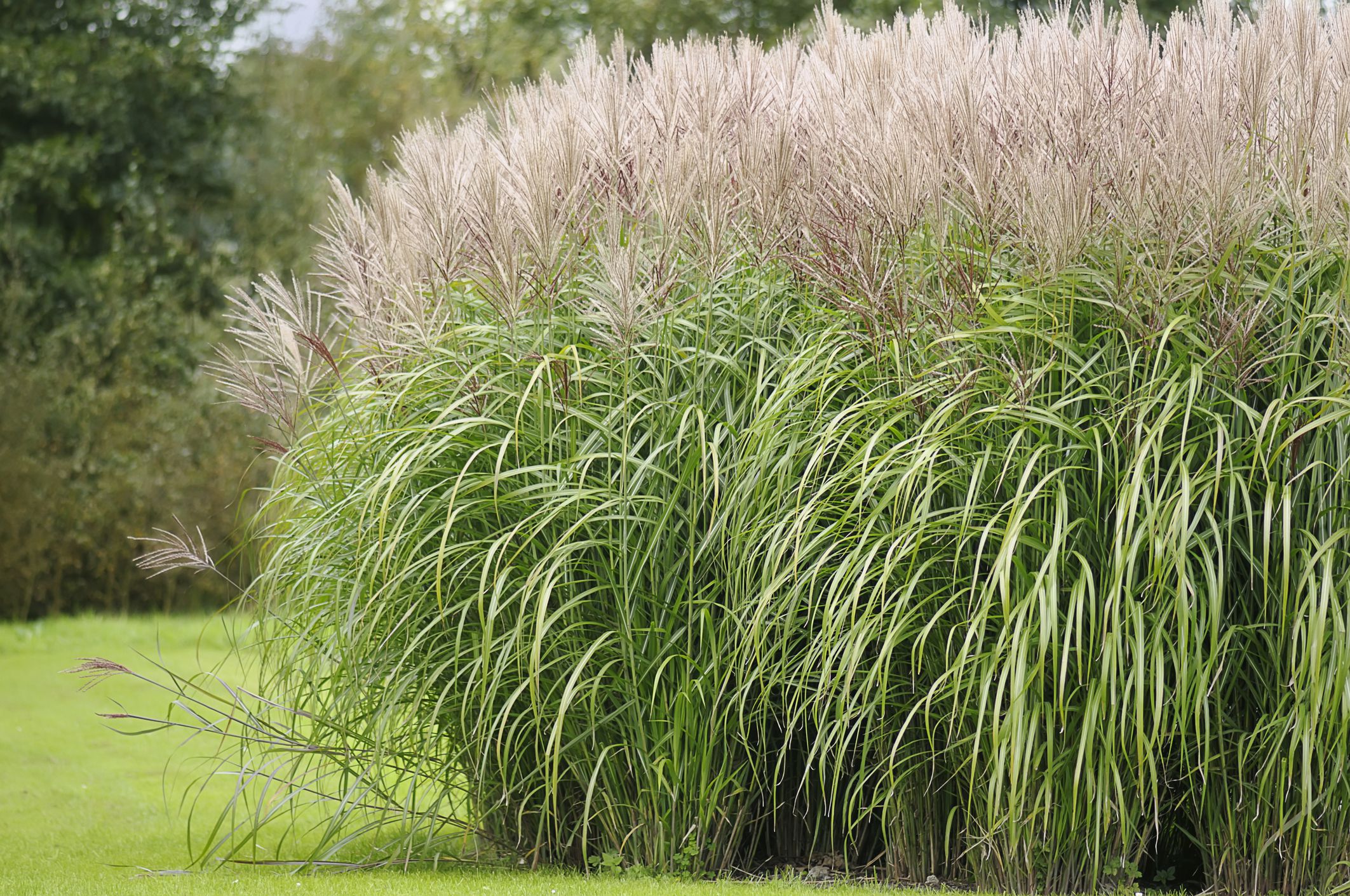 12 Ornamental Grasses That Will Stop Traffic