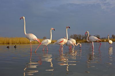 Why Are Flamingos The Color Pink?