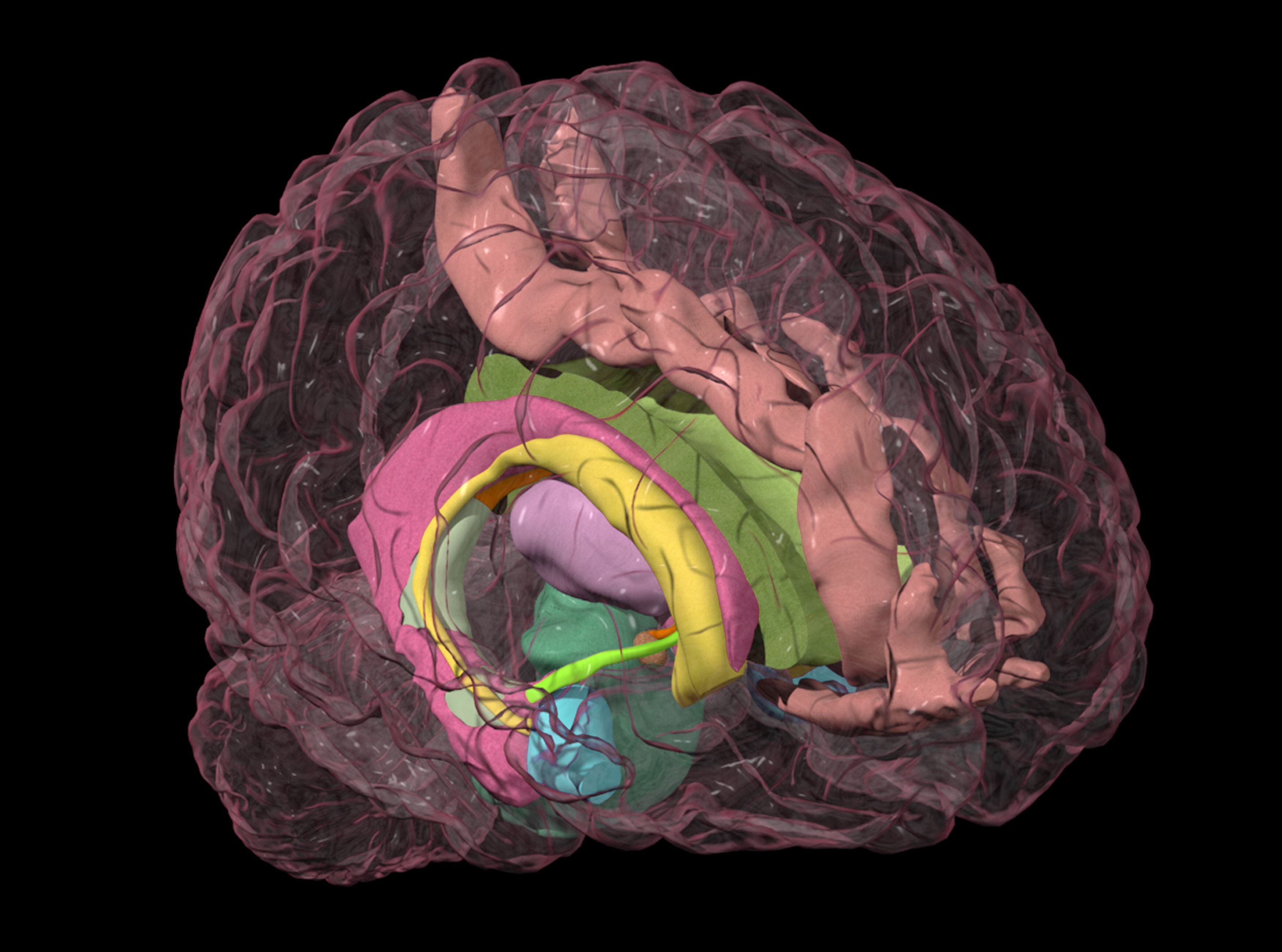 The Amygdala's Location and Function