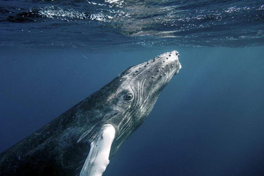 9 Iconic Animals Brought Back From the Brink
