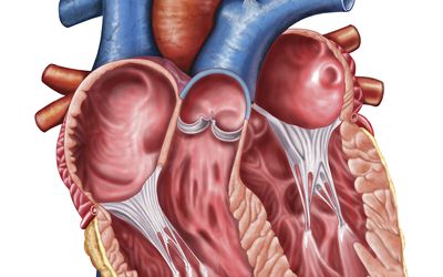 The Heart's Chambers and Valves