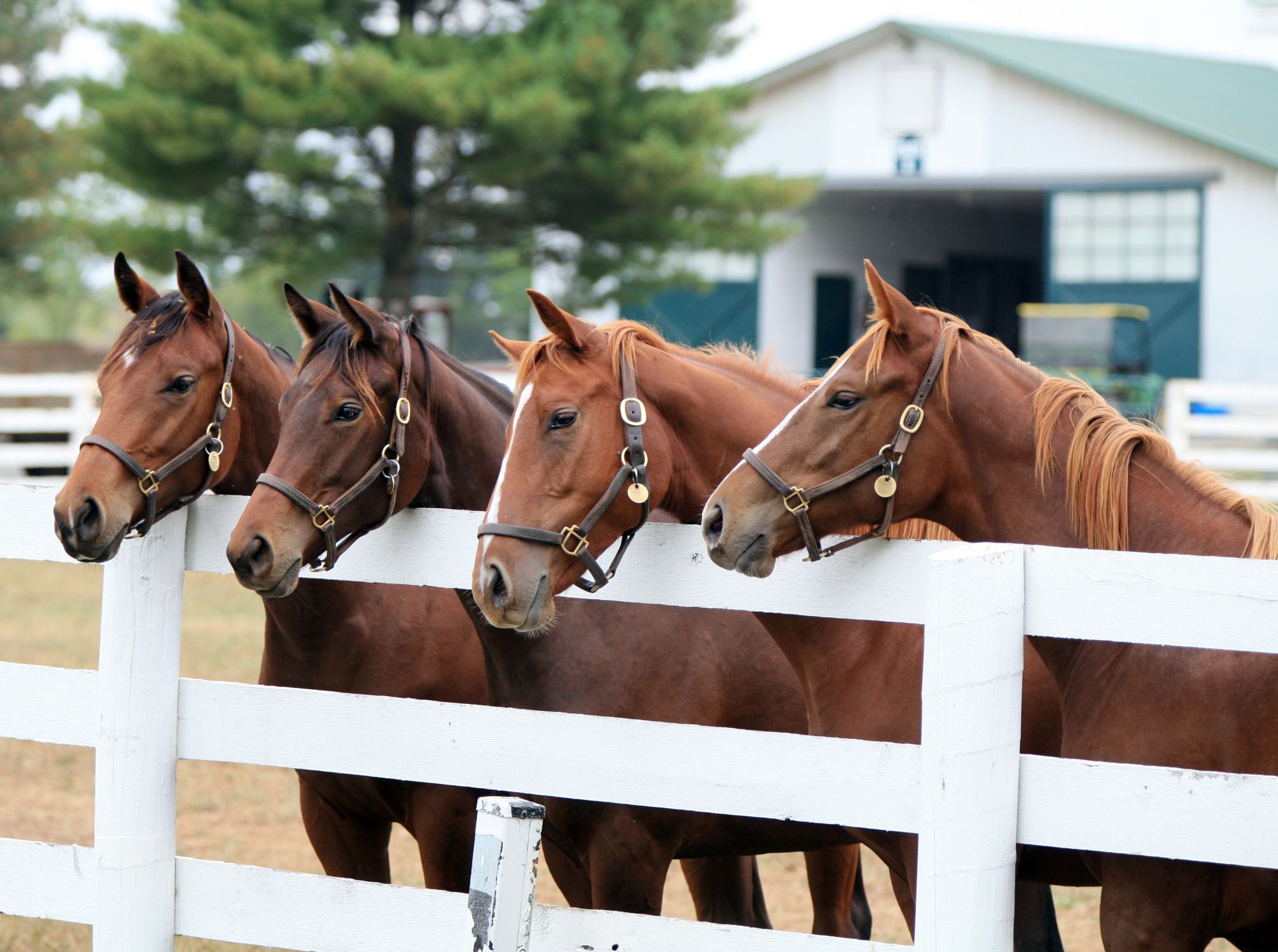 Horse Farm Manager Career Profile And Outlook