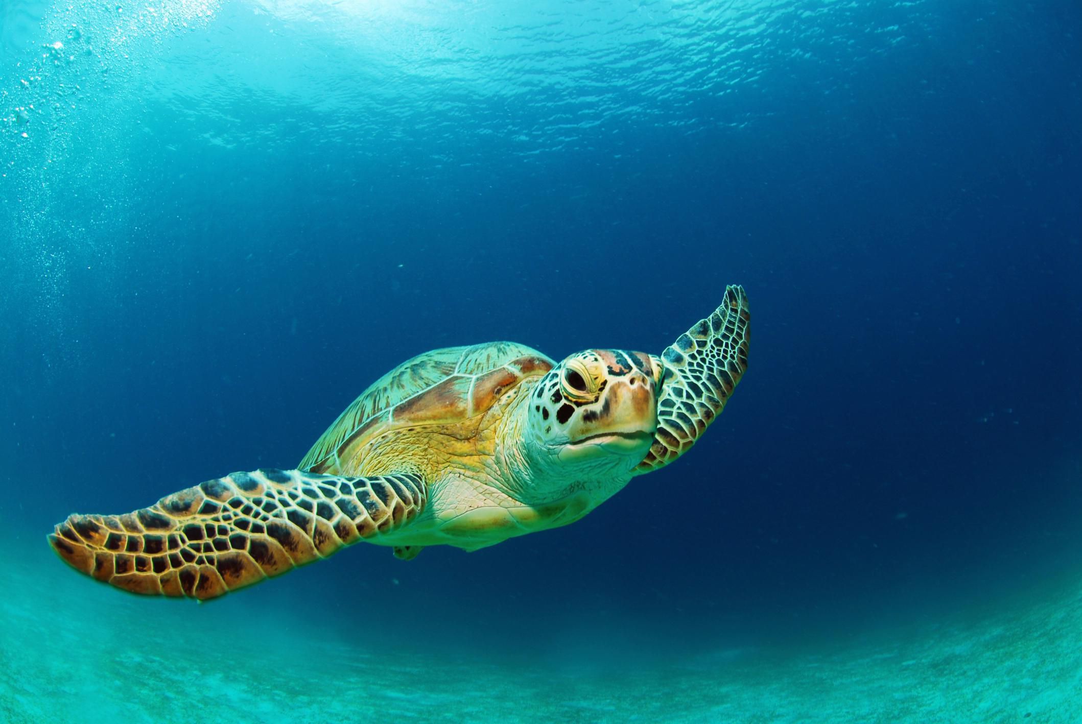 10-fun-facts-about-sea-turtles