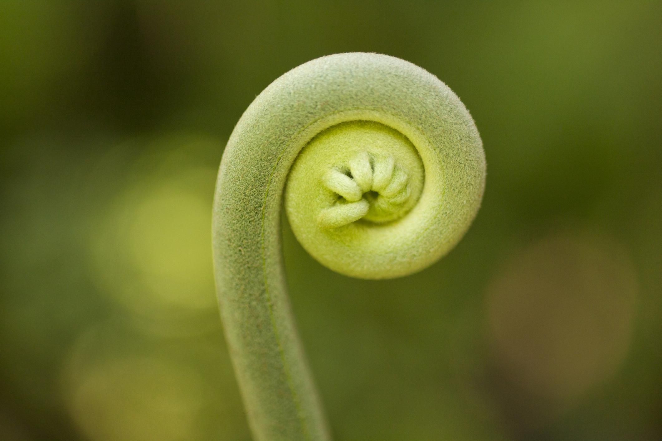 How to Grow Fiddlehead Ferns