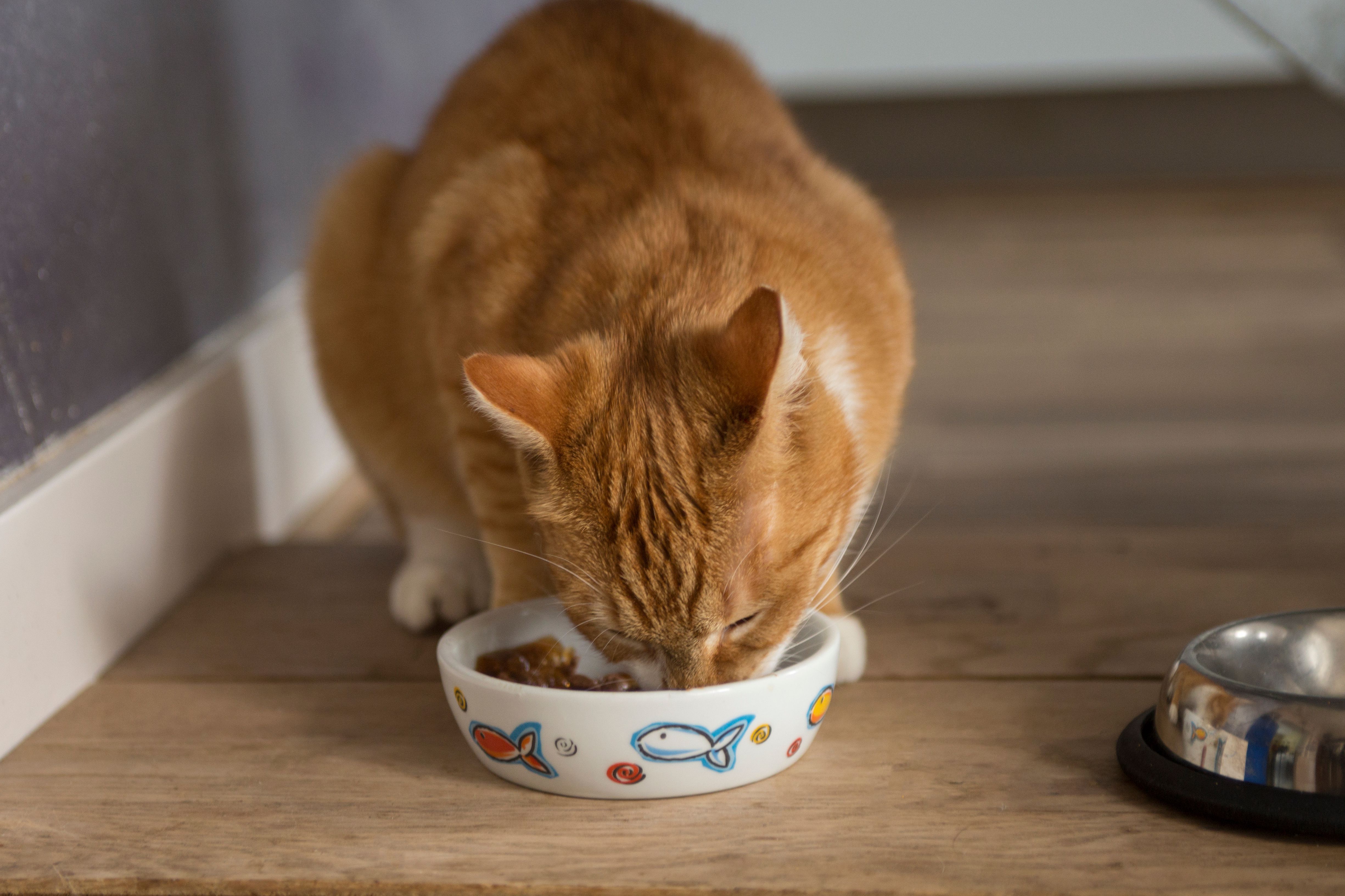 The 7 Best Canned Cat Foods To Buy In 2018