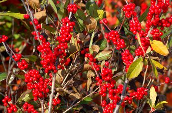 Hetz's Japanese Holly: Shrubs That Look Like Boxwood