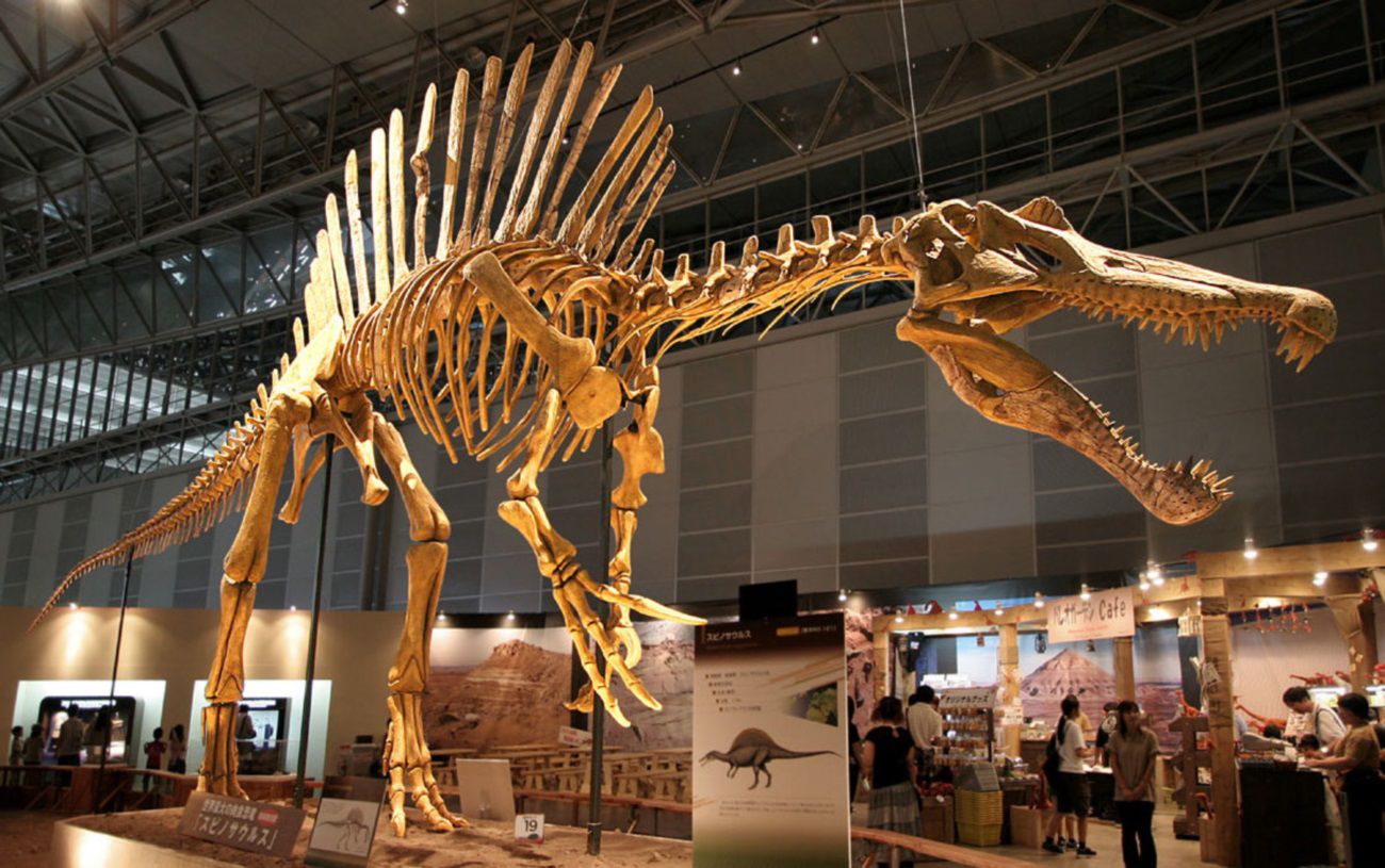 Learn About Spinosaurus, the Sailed Dinosaur