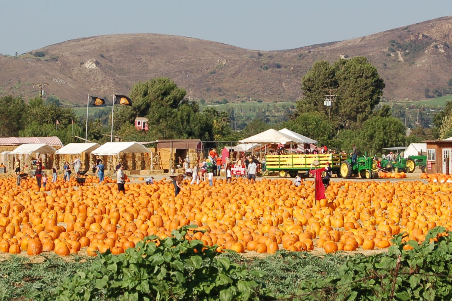 The Best Pumpkin Patches in Los Angeles