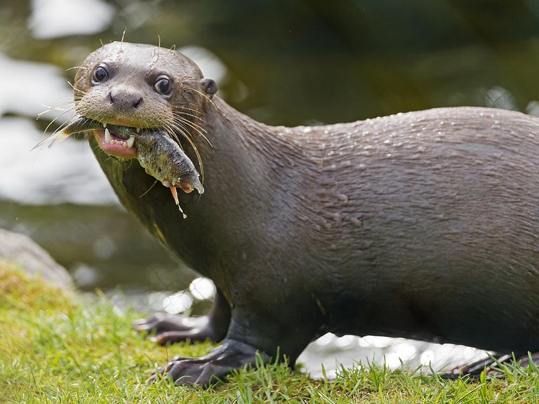 the-animals-of-the-amazon-river-basin