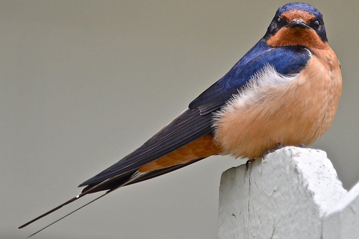 Easy Tips To Attract Swallows Swifts And Martins