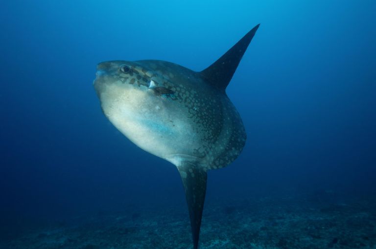 Learn 10 Things About Ocean Sunfish