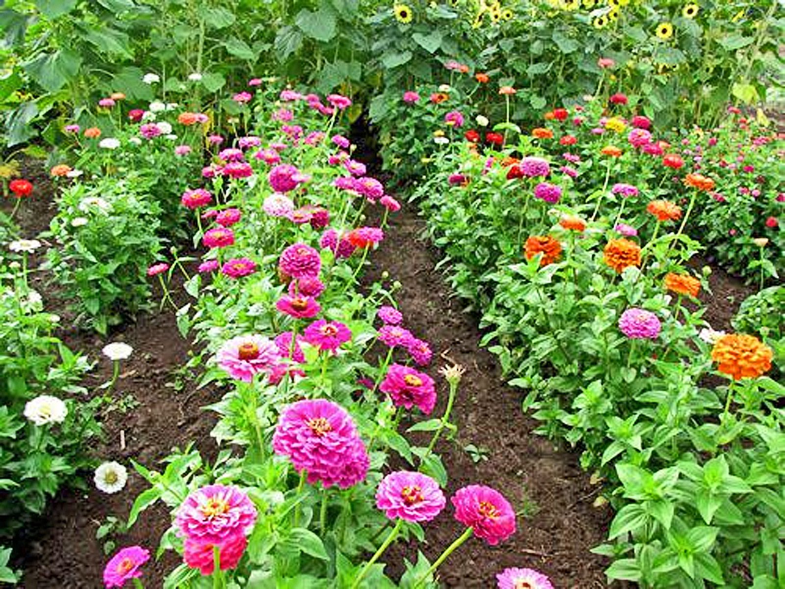 zinnia flower seedlings