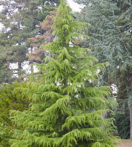 Growing the Cedar of Lebanon Tree