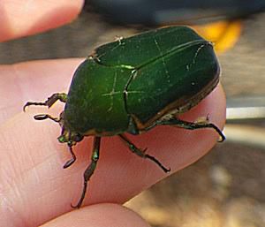 10 Biggest Beetle Families in North America