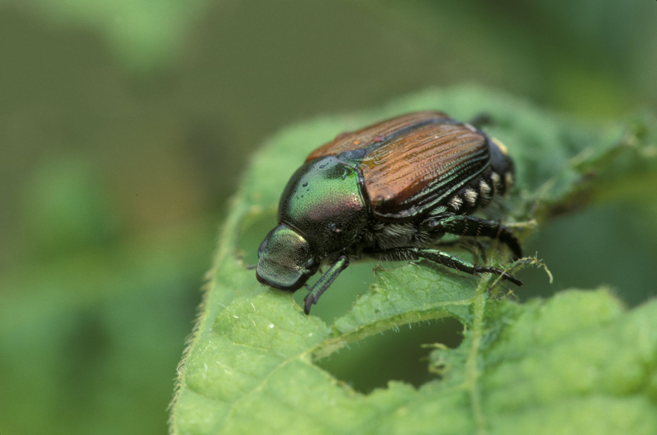 japanese-beetles-how-to-detect-prevent-and-get-rid-of-them-japanese