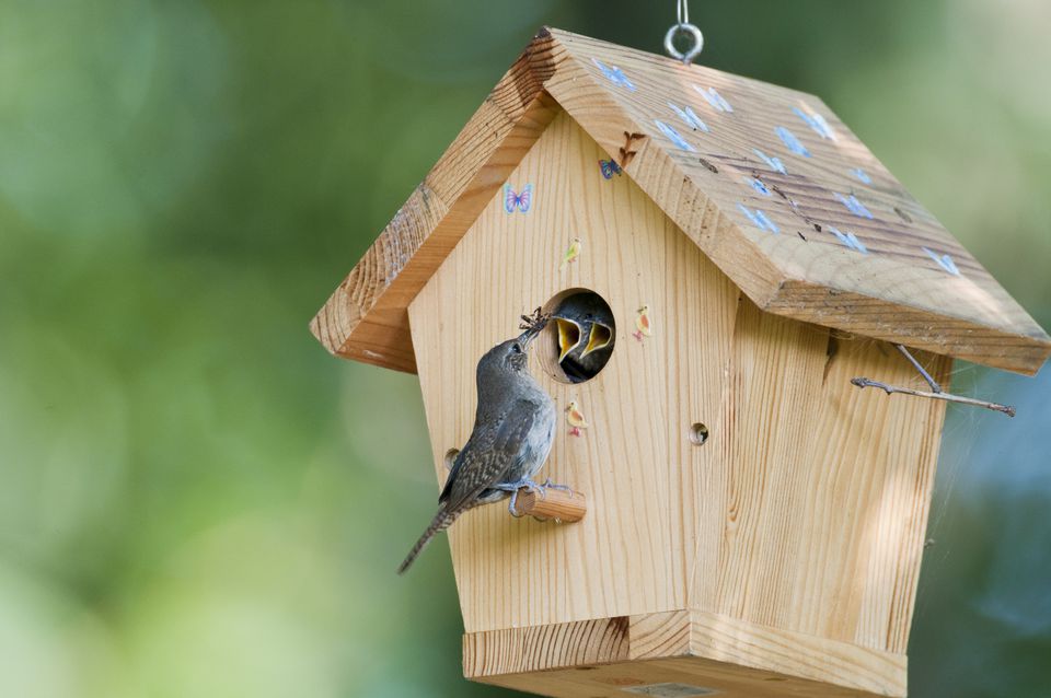 Birdhouse GettyImages 166004939 59f94b78d088c0001008bce6