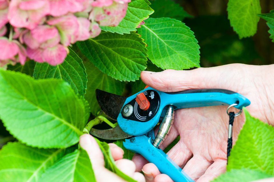 How to Grow Hydrangeas From Cuttings