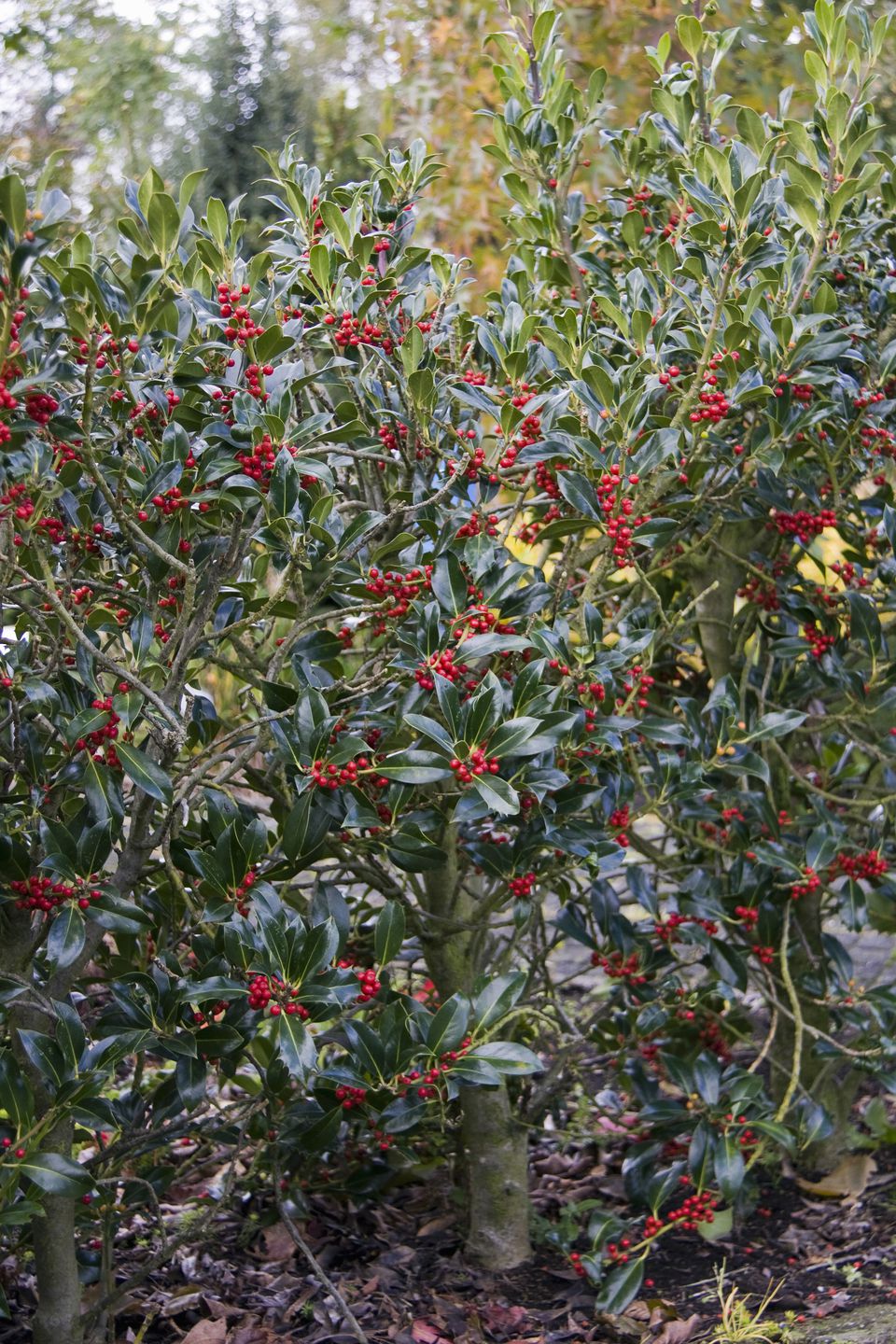 Pictures of Evergreen Shrubs