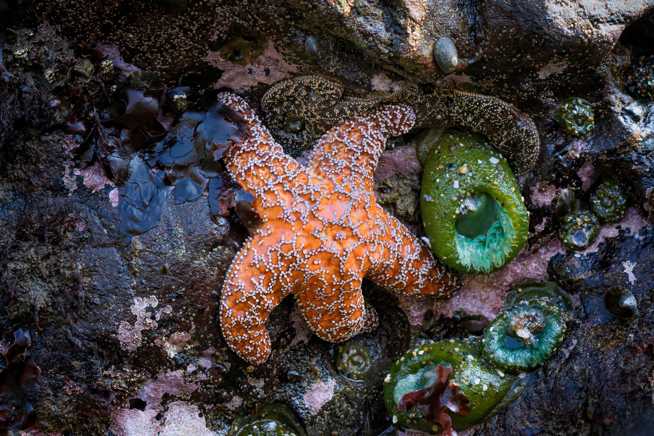 9 Creatures That Conveniently Grow Back Body Parts