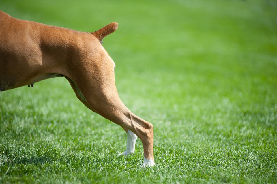 tail-docking-in-an-adult-dog