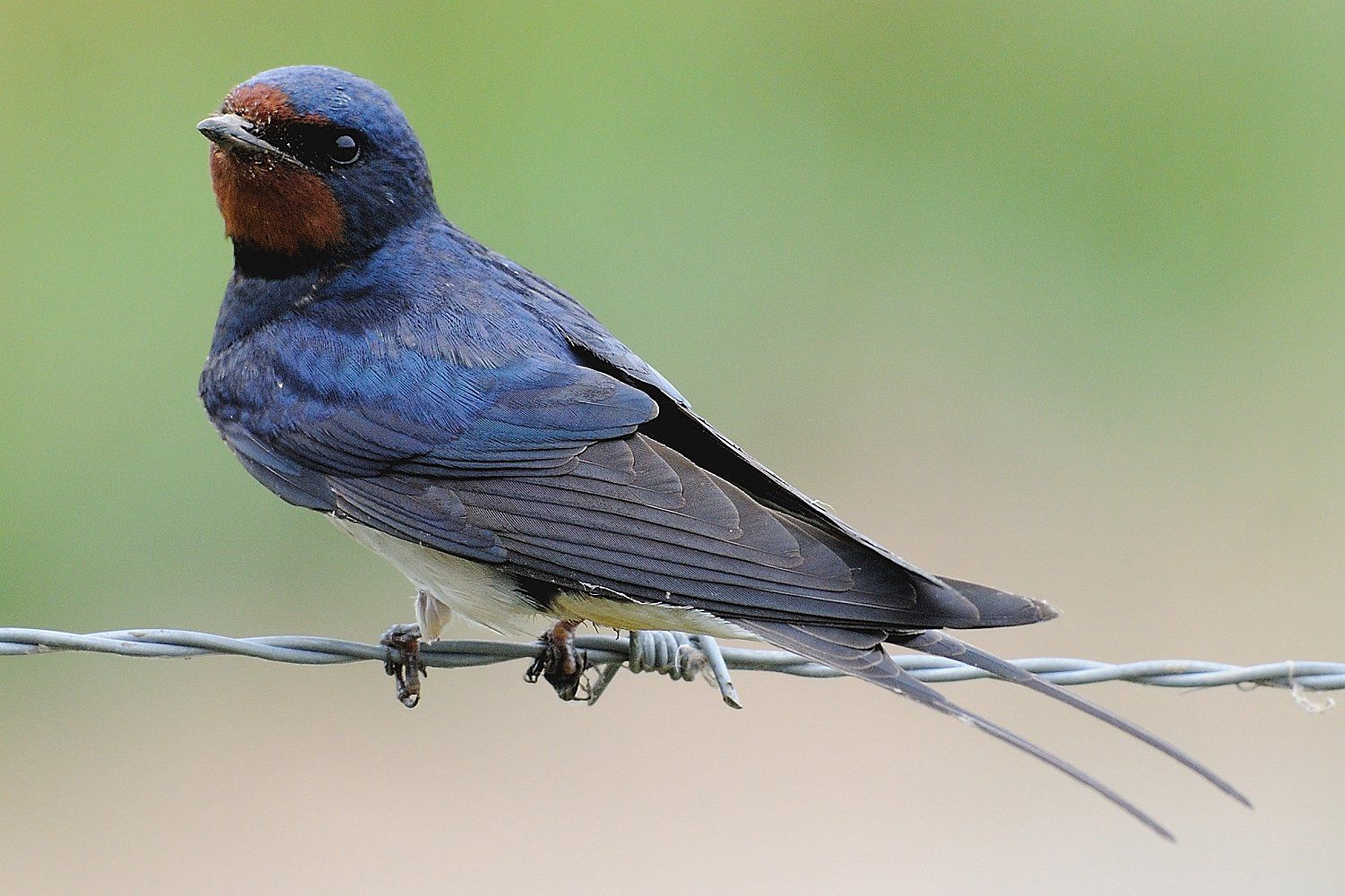 Types Of Swallow 7
