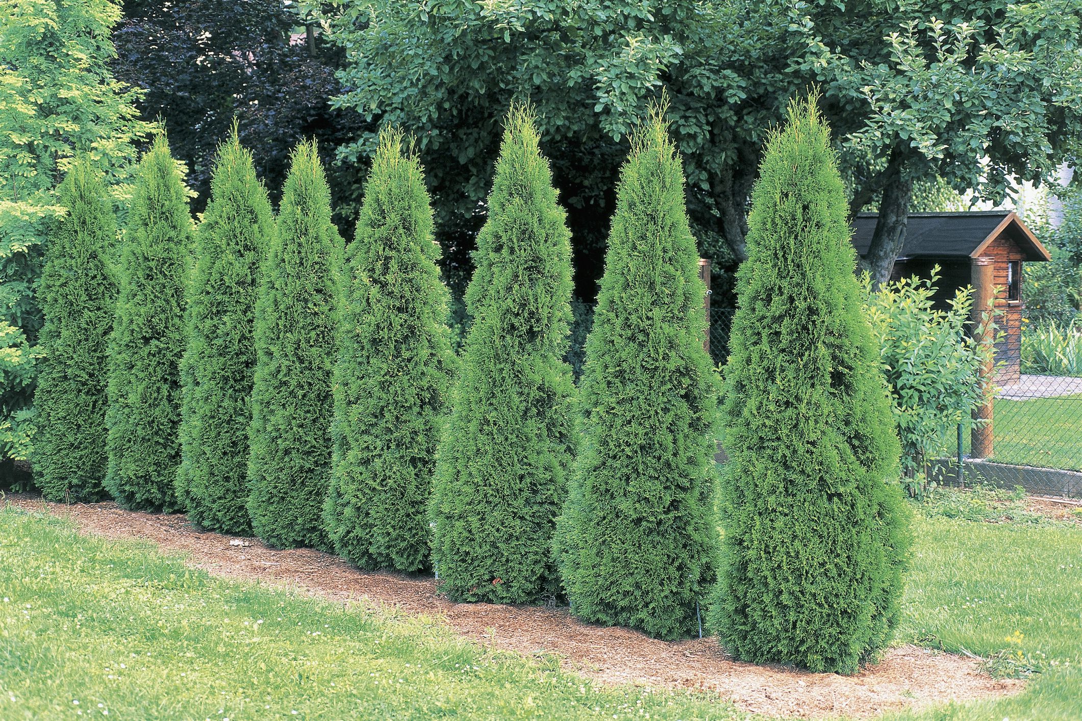 Arborvitae planting spacing Idea