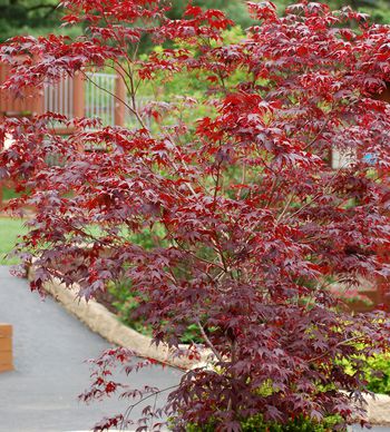 How to Protect Japanese Maple Trees from Winter Damage