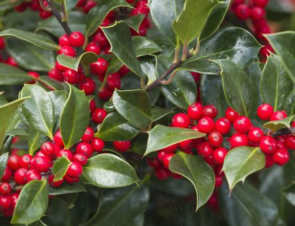 Hetz's Japanese Holly: Shrubs That Look Like Boxwood