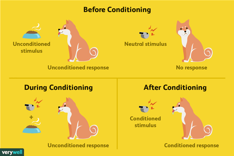 critical thinking activity steps in classical conditioning answers